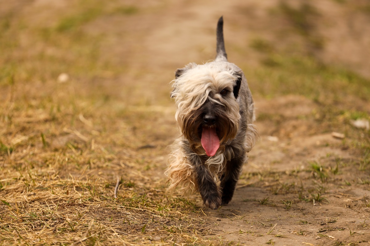 Tschechischer Terrier